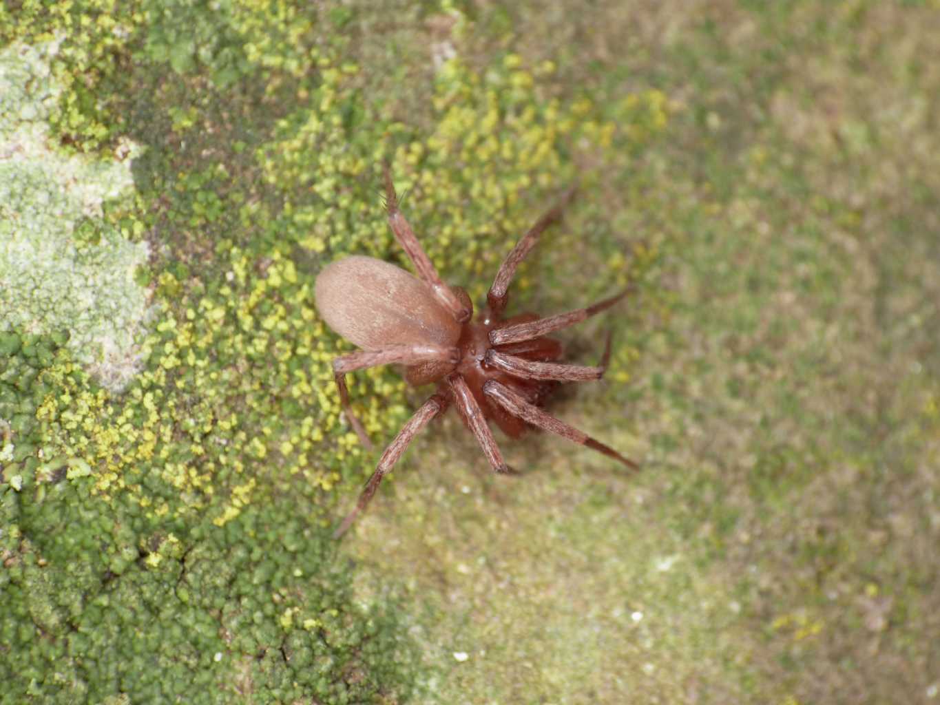 Mesiotelus sp. - Tolfa (RM)
